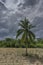 Cassava planted in unspoiled jungles after deforestation and clearing of native trees and plants Asia