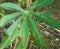 Cassava plants that grow well. In the photo during a bright day.