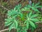 Cassava plants that grow well. In the photo during a bright day.