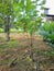 Cassava plants that grow well. In the photo during a bright day.