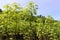 Cassava plants grows in a farm Fiji