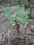 Cassava plants. New growth, light green leaves