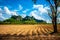 Cassava Plough Land, View at Noen Maprang, Phitsanulok,  Thailand