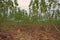 Cassava production field in rainfed area