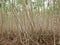 Cassava, raw material that processed to bio-fuel, Thailand.