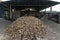 Cassava at rest to enter the production line of a flour factory