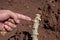 Cassava stalk and hand are pointing, tapioca plantation in farmland, yucca agriculture plant concept