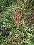 Cassava stems harvest for planting