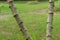 Cassava tree. Close up of growing cassava stem in the garden