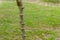 Cassava tree. Close up of growing cassava stem in the garden