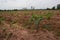 The cassava tree that is growing is grown on a large farm.