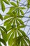 Cassava Tree leaves against blue sky