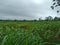 cassava tree in my garden with cloudy atmosphere