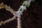 Cassava tree in planting farm, close-up cassava stalk at plantation, cassava growing