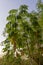 Cassava Tree trunk with leaves against blue sky