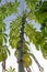 Cassava Tree trunk with leaves against blue sky