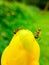 Cassia alata Linn and ant