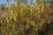 Cassia artemisioides, Senna artemisioides, the wormwood senna fruits and flowers
