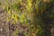 Cassia artemisioides, Senna artemisioides, the wormwood senna fruits and flowers