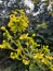 Cassia auriculata or Tanner\\\'s cassia flowers or yellow flowers