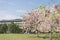 Cassia bakeriana tree