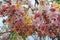 Cassia Bakeriana tree blooms with beautiful pink and white flowers