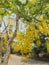 Cassia fistula, beautiful yellow, can be used as a background image