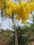 Cassia fistula, beautiful yellow, can be used as a background image