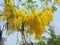 Cassia fistula, beautiful yellow, can be used as a background image