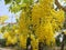 Cassia fistula, beautiful yellow, can be used as a background image