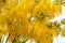 Cassia Fistula, beautiful Yellow Thai