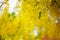 Cassia fistula flower, golden shower tree, beautiful yellow flow