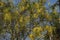 Cassia Fistula flowers Konnappoovu in a tree, Kerala, India