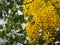 Cassia fistula, Golden Shower Tree, Ratchaphruek yellow color flowers in full bloom with rain drops after rainfall beautiful in