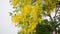 Cassia fistula known as the golden shower tree