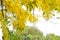 Cassia fistula ,LEGUMINOSAE CAESALPINIOIDEAE or   Pudding Pine or Indian Laburnum or Golden Shower