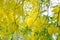 Cassia fistula ,LEGUMINOSAE CAESALPINIOIDEAE or   Pudding Pine or Indian Laburnum or Golden Shower
