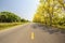 Cassia fistula tree roadside in summer