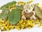 Cassia flower Leaves bear