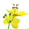 Cassia (genus)