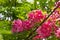 Cassia javanica (Apple Blossom Tree, Pink and White Shower Tree)