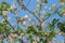 Cassia javanica flower on tree