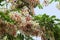 Cassia javanica, pink shower or apple blossom tree