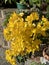 Cassia John Ball or Cassia corymbosa Plant Photo