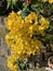 Cassia John Ball or Cassia corymbosa Plant Photo