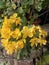 Cassia John Ball or Cassia corymbosa Plant Photo