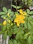 Cassia John Ball or Cassia corymbosa Plant Photo