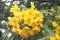 Cassia leptophylla, Gold medallion tree