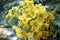 Cassia leptophylla, Gold medallion tree