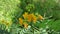 A Cassia occidentalis flower bunch with leaves and buds